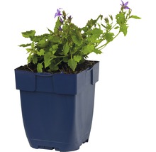 Klokjesbloem in pot voor de tuin