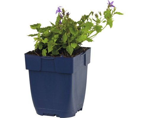 Klokjesbloem in pot voor de tuin