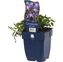 Klokjesbloem in pot