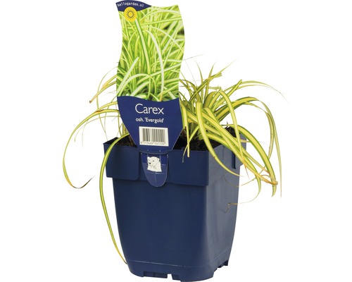 Carex ''Evergold'' siergras in pot