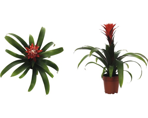 Bromelia kamerplant in pot, twee aanzichten