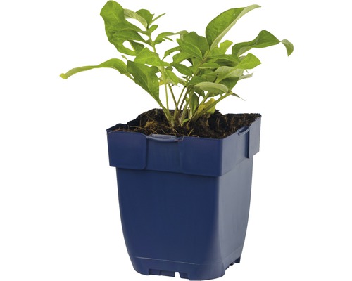 Plant in een pot