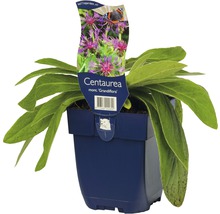 Korenbloem in pot