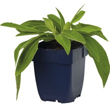 Plant in pot