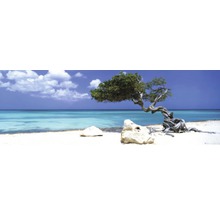 Landschapsfoto van een strand met zee en een Divi-Divi-boom