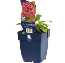 Rode spoorbloem Centranthus ruber in een pot