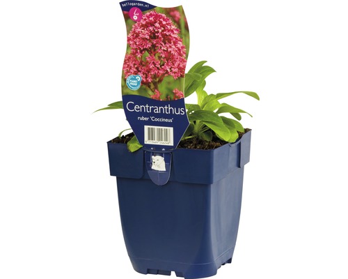 Rode spoorbloem Centranthus ruber in een pot