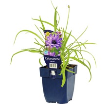 Catananche caerulea in pot