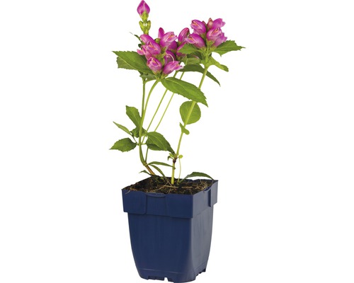 Physostegia virginiana in een pot