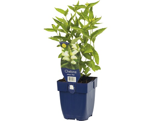 FLORASELF Schildpadbloem Chelone obliqua 'Alba' potmaat Ø 11.0 cm H 5-60 cm Schildpadbloem in pot