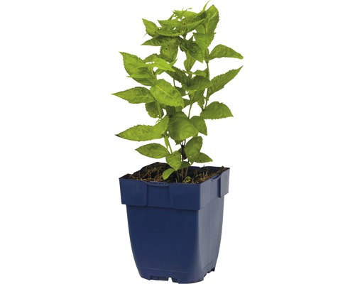 Jonge plant in pot