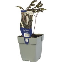 Actaea Brunette in een grijze pot