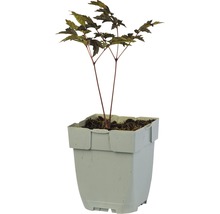 Japanse esdoorn in pot