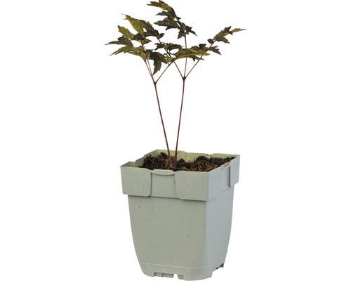 Japanse esdoorn in pot