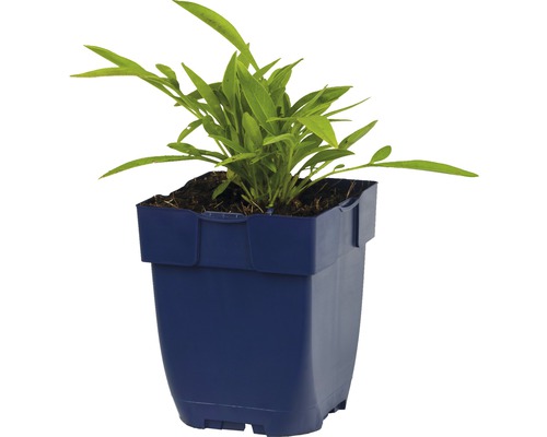 Plant in pot