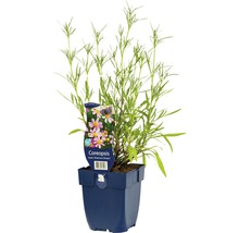 Coreopsis American Dream in een pot