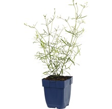 Rechtopstaande studentenbloem in een pot.