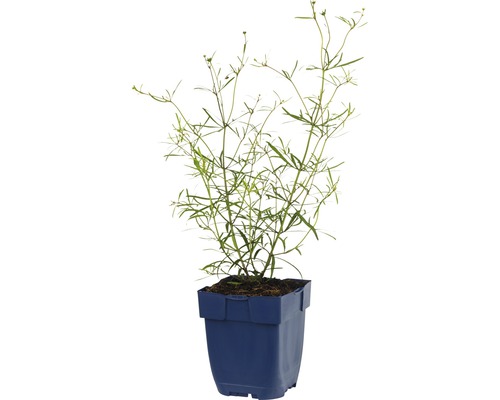 Rechtopstaande studentenbloem in een pot.