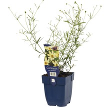 Coreopsis vert ''Moonbeam'' plant in een blauwe pot