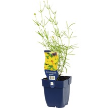 Coreopsis verticillata plant in een pot