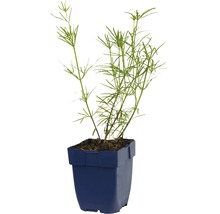 Cypergras in pot