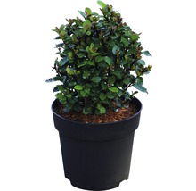 Dwergstruik met groene bladeren die in een pot groeit.
