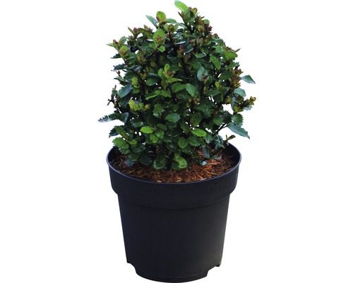 Dwergstruik met groene bladeren die in een pot groeit.