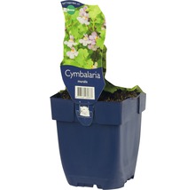 Cymbalaria muralis in pot