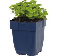 Geranium in een blauwe plantenbak