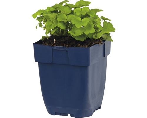 Geranium in een blauwe plantenbak