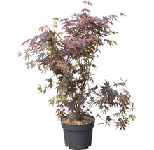 FLORASELF Japanse esdoorn Acer palmatum "Atropurpureum" potmaat Ø 28 cm H 80-100 cm