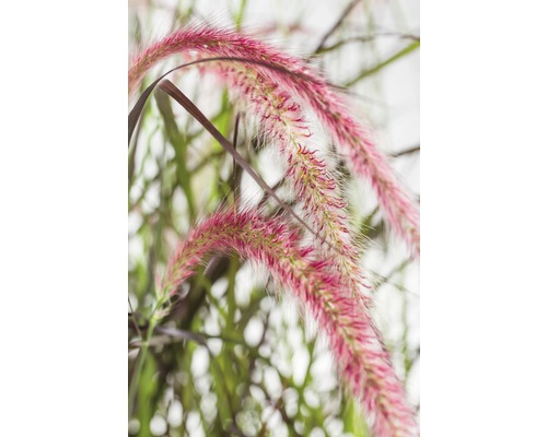 FLORASELF Lampenpoetsersgras Pennisetum advena 'Summer Samba' potmaat Ø 19 cm H 20-40 cm