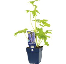 Delphinium Blue Bird in pot