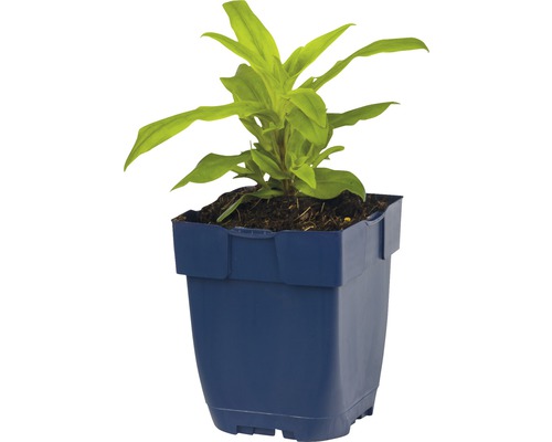 Jonge plant in een pot
