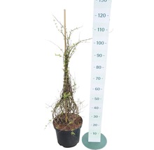 FLORASELF Koninginnenstruik Kolkwitzia amabilis potmaat Ø 28,0 cm H 80-100 cm