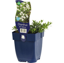 Dianthus ''Albiflorus'' plant in pot