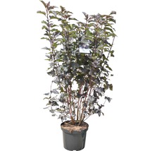 FLORASELF Sneeuwbalspirea Physocarpus opulifolius "Diabolo" ® potmaat Ø 28,0 cm H 80-100 cm