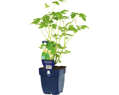 FLORASELF Gebroken hartje Dicentra spectabilis 'Alba' potmaat Ø 11.0 cm H 5-90 cm Gebroken hartje ''Alba'' in pot