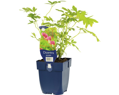 FLORASELF Gebroken hartje Dicentra spectabilis potmaat Ø 11.0 cm H 5-90 cm Gebroken hartje plant in pot