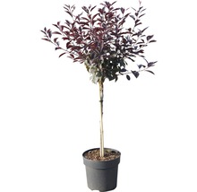 Bolboom met donkerrode bladeren in pot