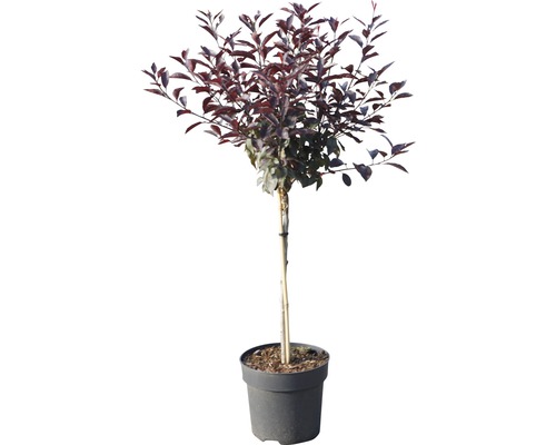 Bolboom met donkerrode bladeren in pot