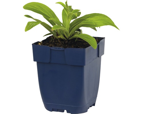 Jonge plant in pot