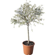 FloraSelf Sierkers Prunus incisa "Kojou-no-mai" potmaat Ø 23 cm H 60-80 cm