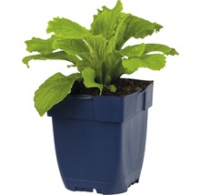 Sla plant in een pot
