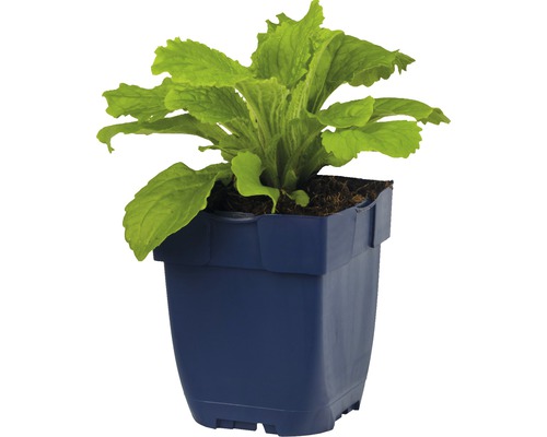 Sla plant in een pot