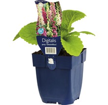 Vingerhoedskruid Digitalis purpurea in een pot