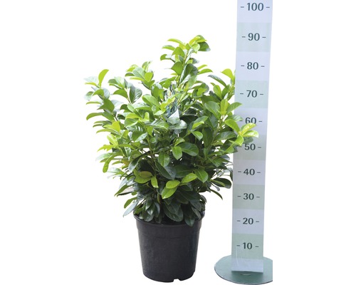 Laurierkers in pot met maataanduiding in centimeters.