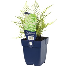 Dryopteris varen in een pot
