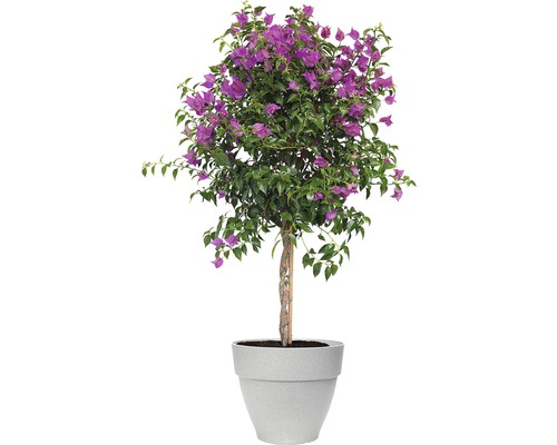 Bougainvillea struik met paarse bloemen in een plantenbak