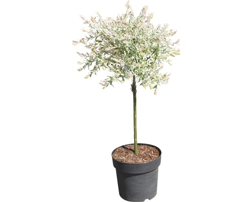 FLORASELF Wilg Salix integra "Hakuro Nishiki" potmaat Ø 23 cm H 60-100 cm Harlekijnwilg in pot